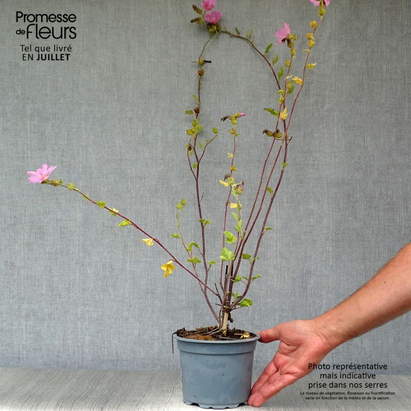 Lavatera clementii Barnsley - Tree Mallow 2L/3L pot sample as delivered in summer