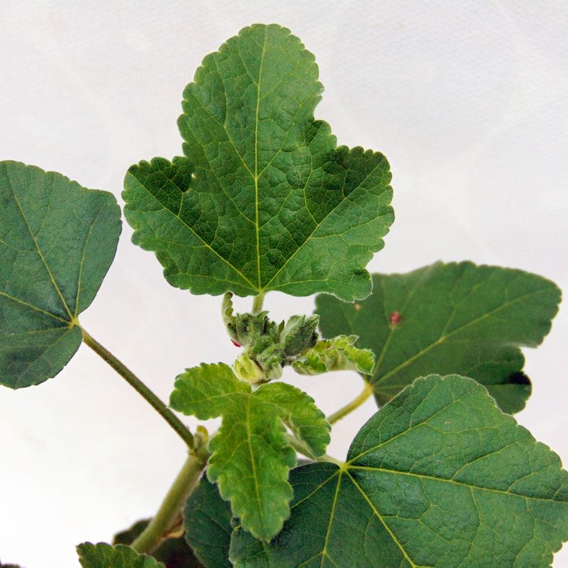 Lavatera Blushing Bride - Tree Mallow (Foliage)