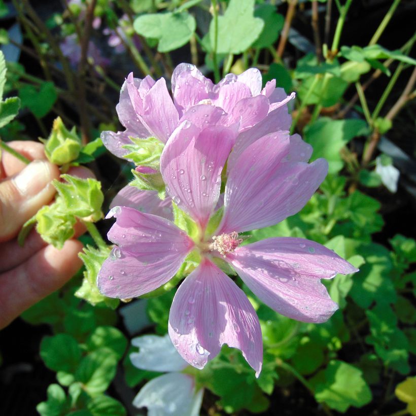 Lavatera Blushing Bride - Tree Mallow (Flowering)