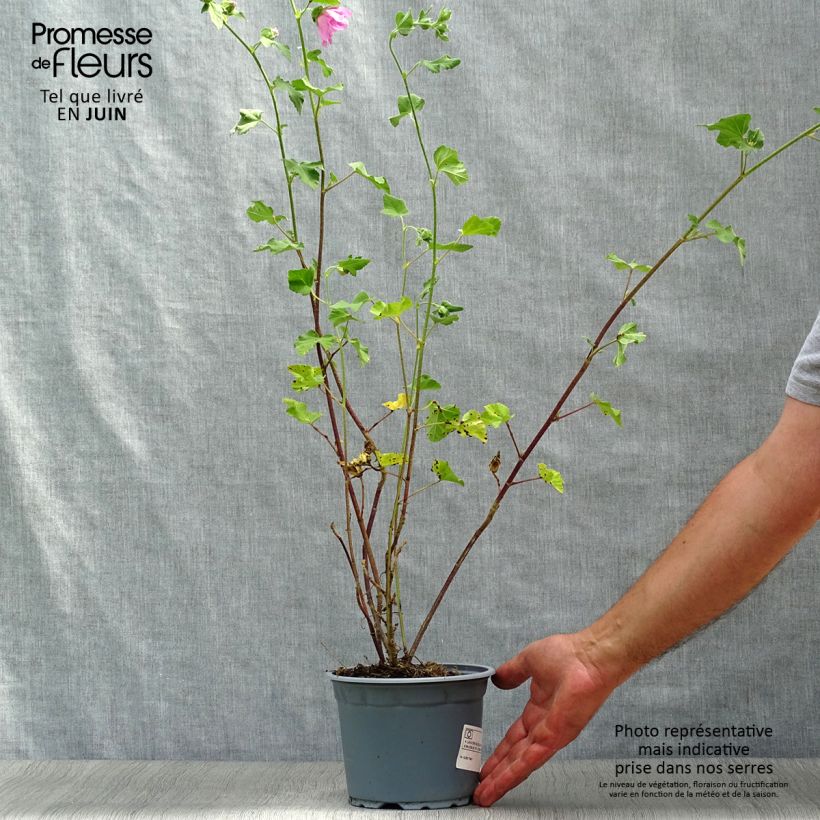 Lavatera Burgundy Wine - Tree Mallow 2L/3L pot sample as delivered in summer