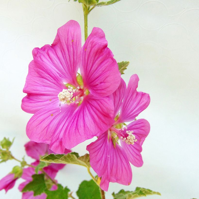 Lavatera Burgundy Wine - Tree Mallow (Flowering)