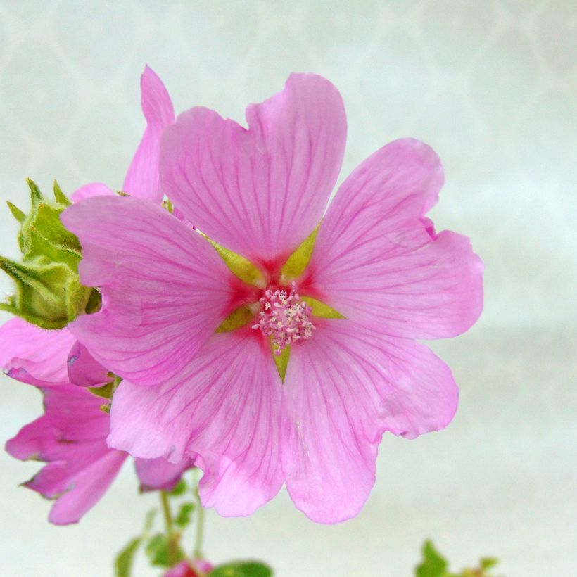 Lavatera Candy Floss - Tree Mallow (Flowering)