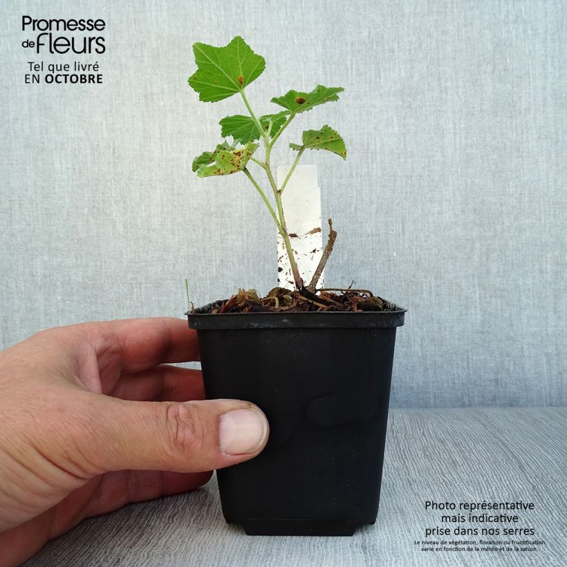 Lavatera White Angel - Tree Mallow 8/9 cm pot sample as delivered in autumn