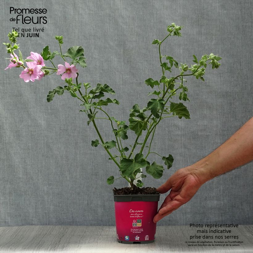 Lavatera olbia Rosea - Tree Mallow 2L/3L pot sample as delivered in summer