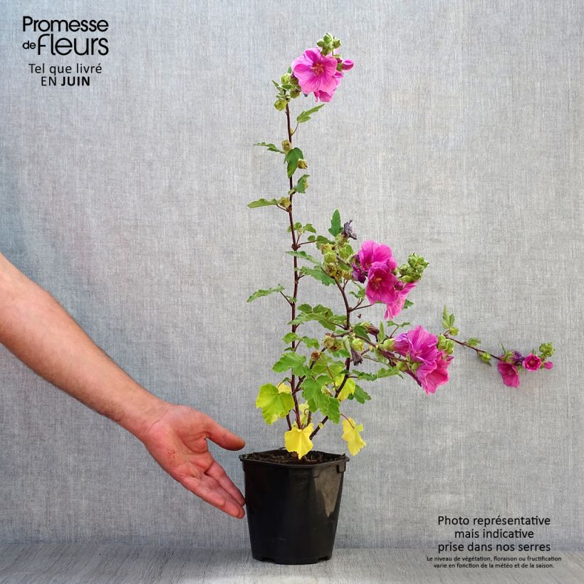 Lavatera thuringiaca Bredon Springs - Tree Mallow 2L/3L pot sample as delivered in summer