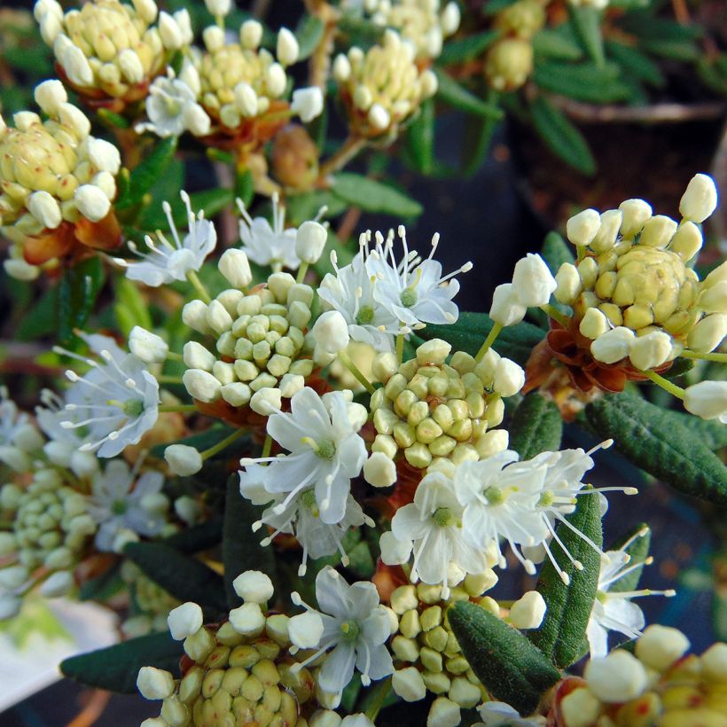 Rhododendron groenlandicum Helma (Flowering)