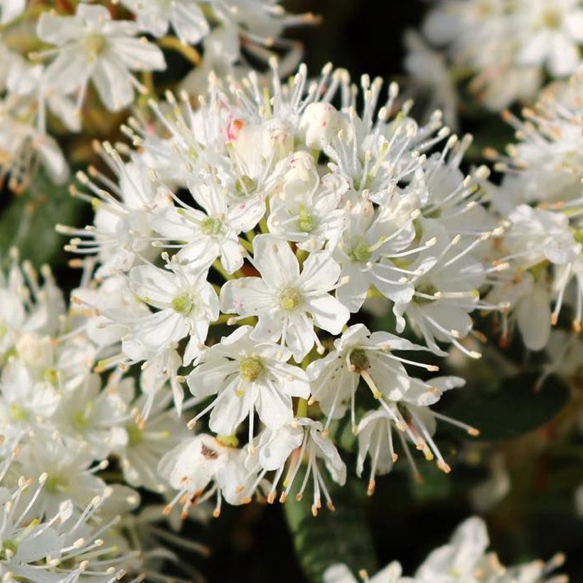 Rhododendron groenlandicum Compactum (Flowering)