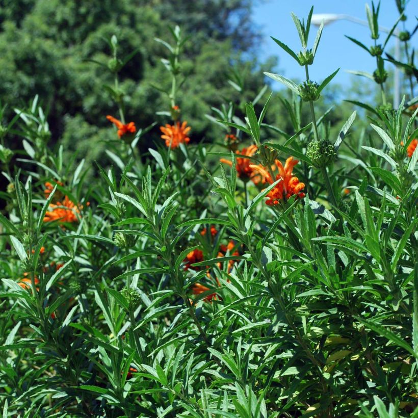 Leonotis leonurus (Foliage)