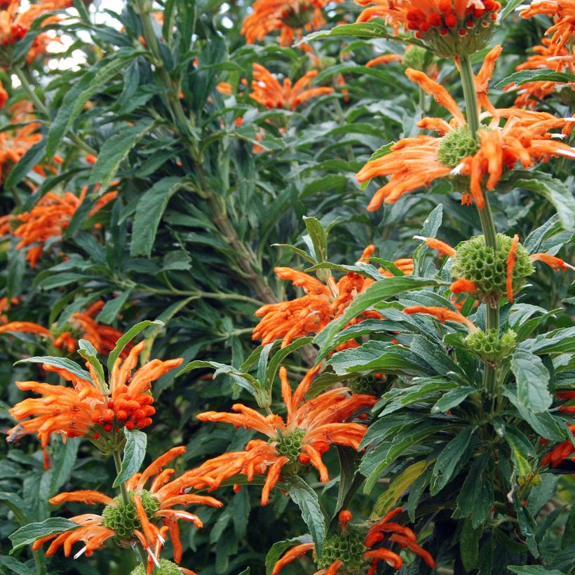 Leonotis leonurus (Flowering)