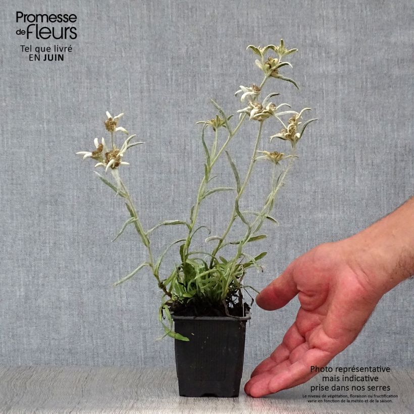 Leontopodium alpinum Blossom of Snow - Edelweiss 8/9 cm pot sample as delivered in summer