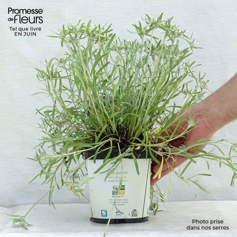 Leontopodium alpinum Blossom of Snow - Edelweiss 2L/3L pot sample as delivered in summer