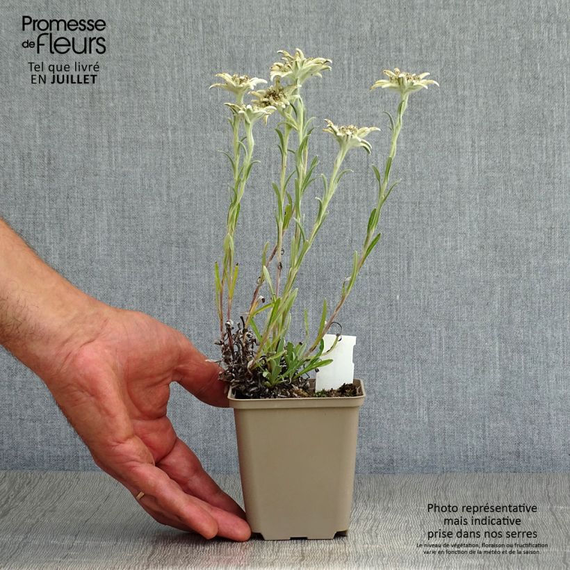 Leontopodium alpinum Mont Blanc - Edelweiss 8/9 cm pot sample as delivered in summer