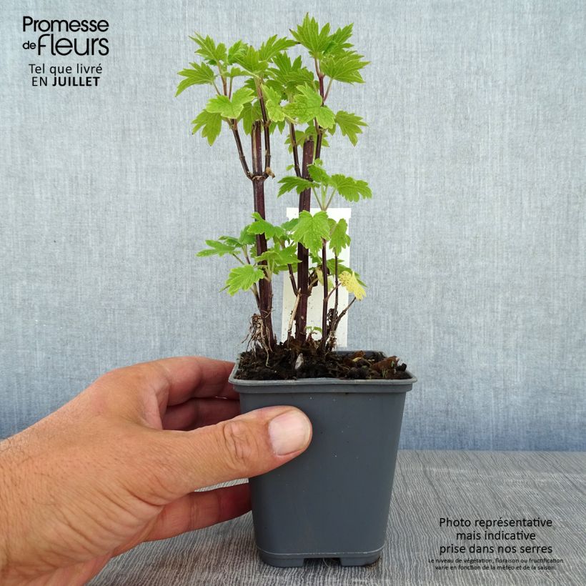 Leonurus cardiaca 8/9 cm pot sample as delivered in summer