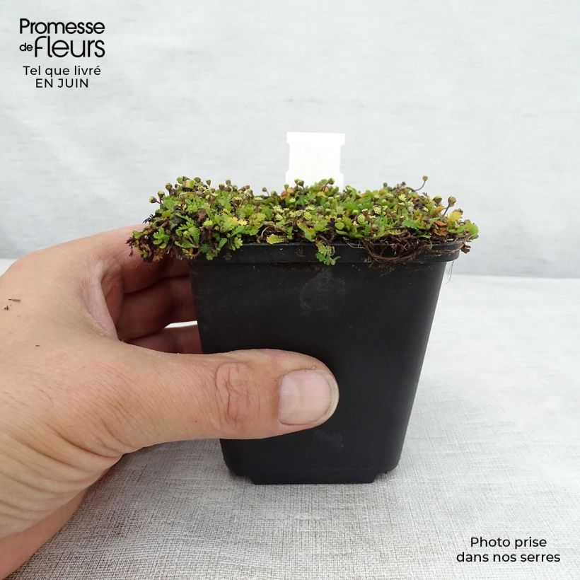 Leptinella dioica Minima 8/9 cm pot sample as delivered in summer