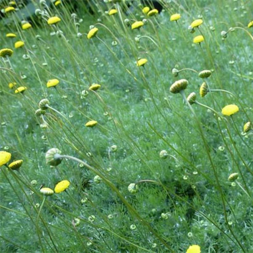 Cotula hispida - Leptinella (Flowering)