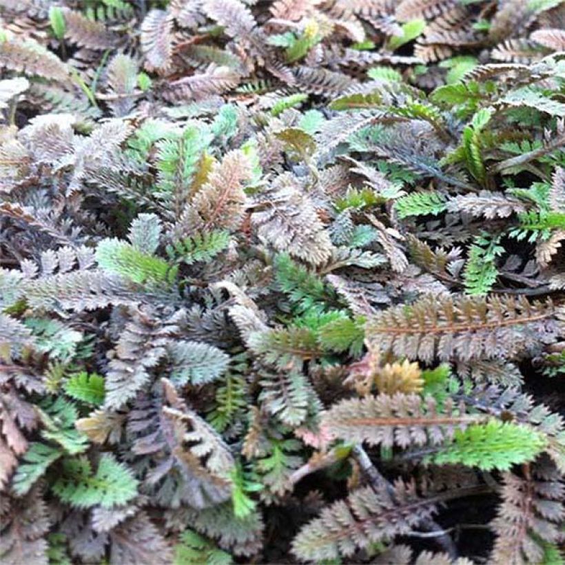 Leptinella potentillina (Foliage)