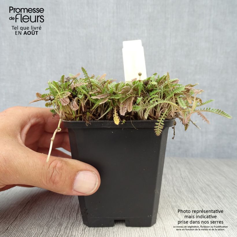 Leptinella potentillina 8/9 cm pot sample as delivered in summer