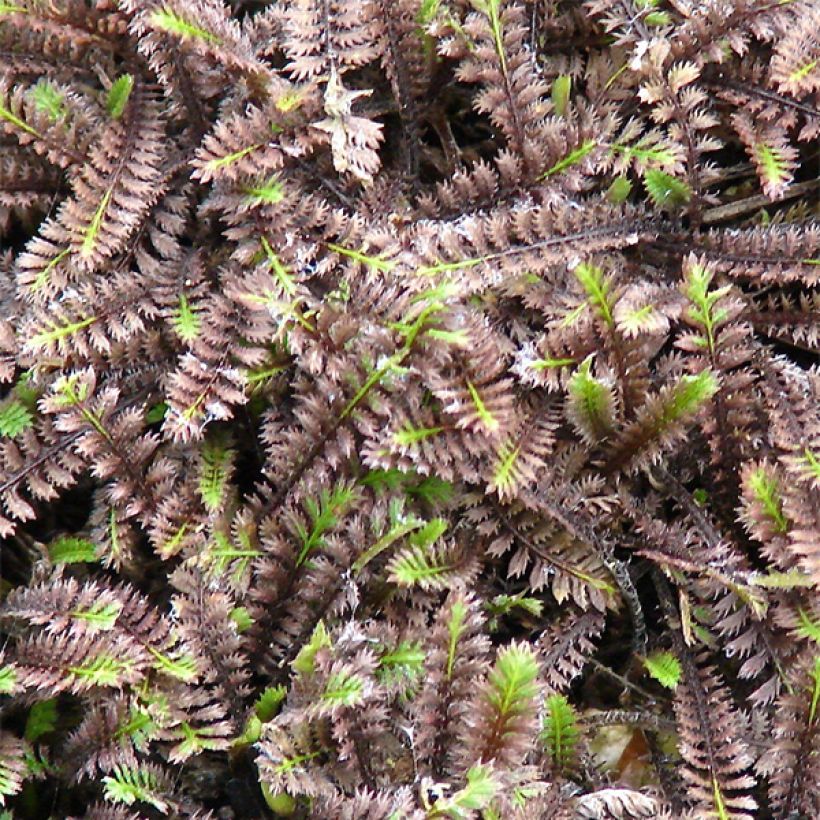 Leptinella squalida Platts Black (Foliage)