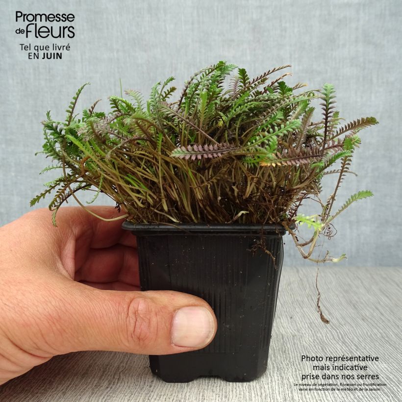 Leptinella squalida Platts Black 8/9 cm pot sample as delivered in summer