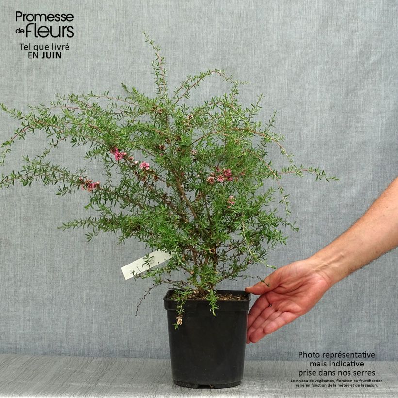 Leptospermum scoparium Coral candy - Tea-tree 2L/3L pot sample as delivered in summer