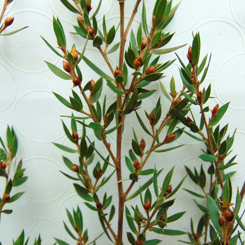 Leptospermum Karo Pearl Star - Tea-tree (Foliage)