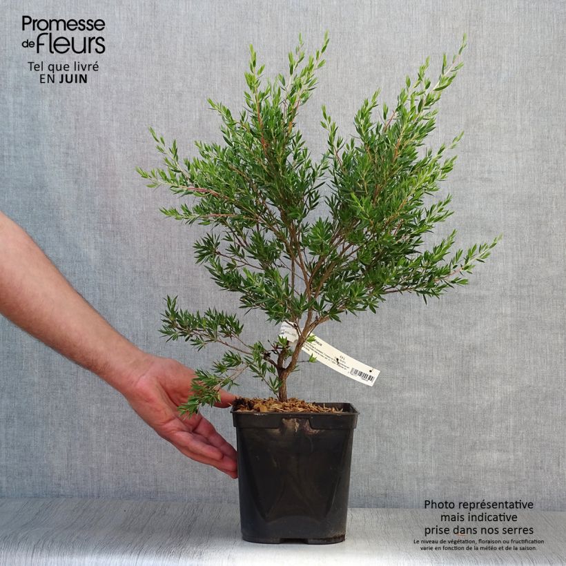Leptospermum Karo Pearl Star - Tea-tree 2L/3L pot sample as delivered in summer