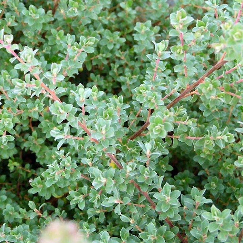 Leptospermum  lanigerum Karo Silver Ice (Foliage)