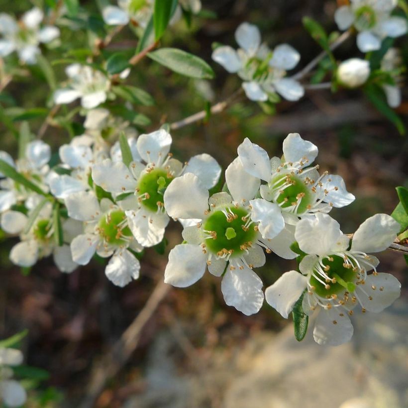 Leptospermum  lanigerum Karo Silver Ice (Flowering)