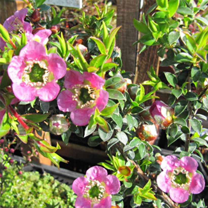 Leptospermum Karo Spectro Bay - Tea-tree (Flowering)