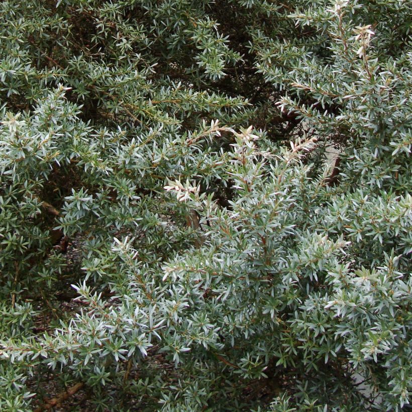 Leptospermum lanigerum Silver Sheen - Woolly Tea-tree (Foliage)