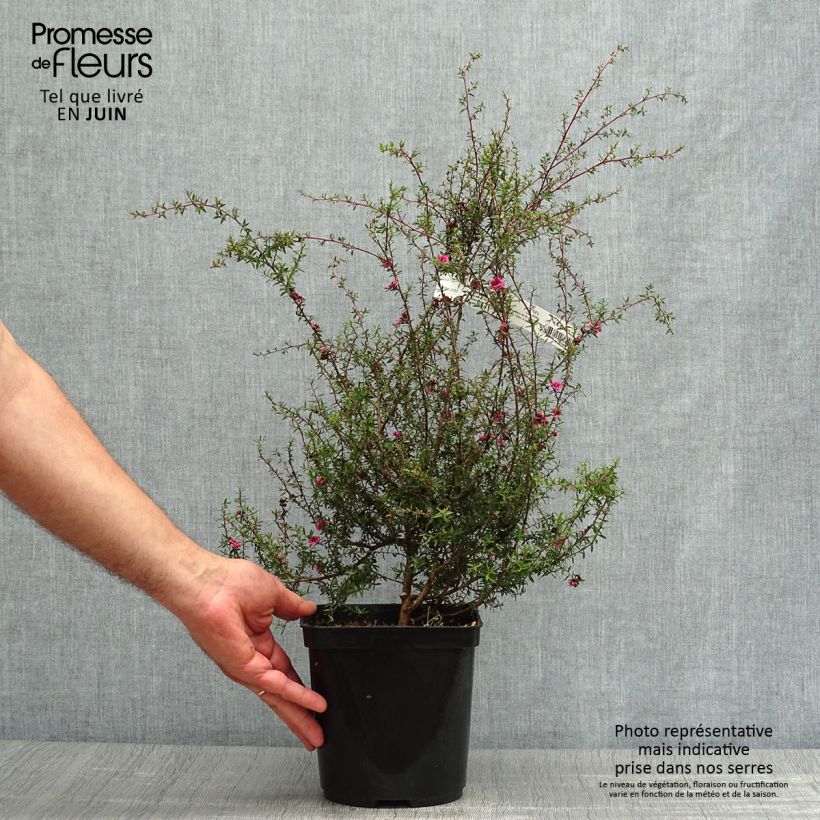 Leptospermum scoparium Wiri Kerry - Tea-tree 2L/3L pot sample as delivered in summer