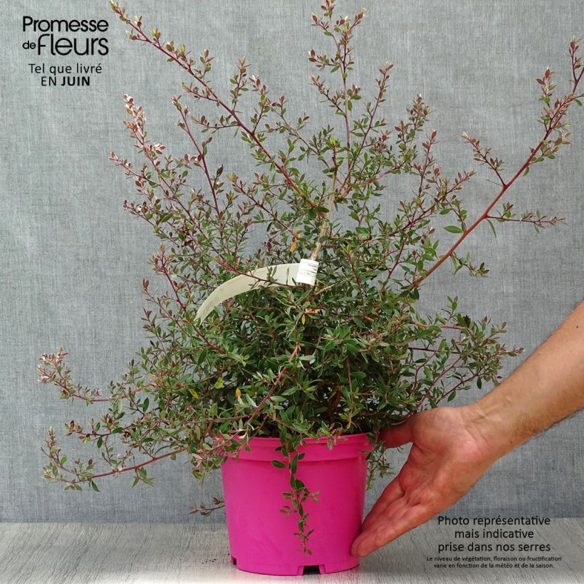 Leptospermum lanigerum Mesmer Eyes - Woolly Tea-tree 2L/3L pot sample as delivered in summer