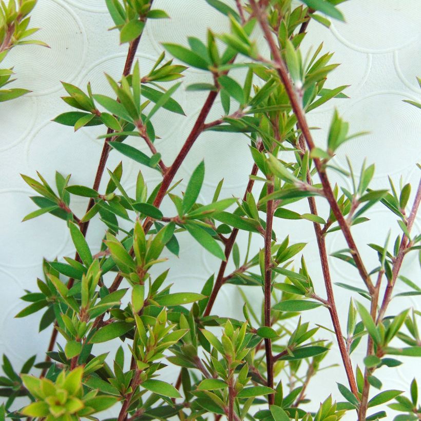 Leptospermum scoparium White - Tea-tree (Foliage)