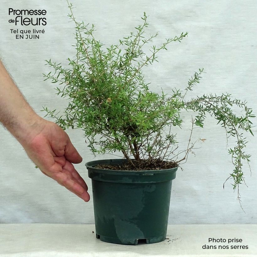Leptospermum scoparium White - Tea-tree 2L/3L pot sample as delivered in summer