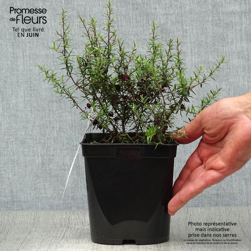Leptospermum scoparium Crimson Glory - Tea-tree 3L/4L pot sample as delivered in summer