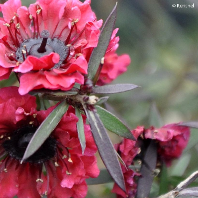 Leptospermum scoparium Crimson Glory - Tea-tree (Foliage)