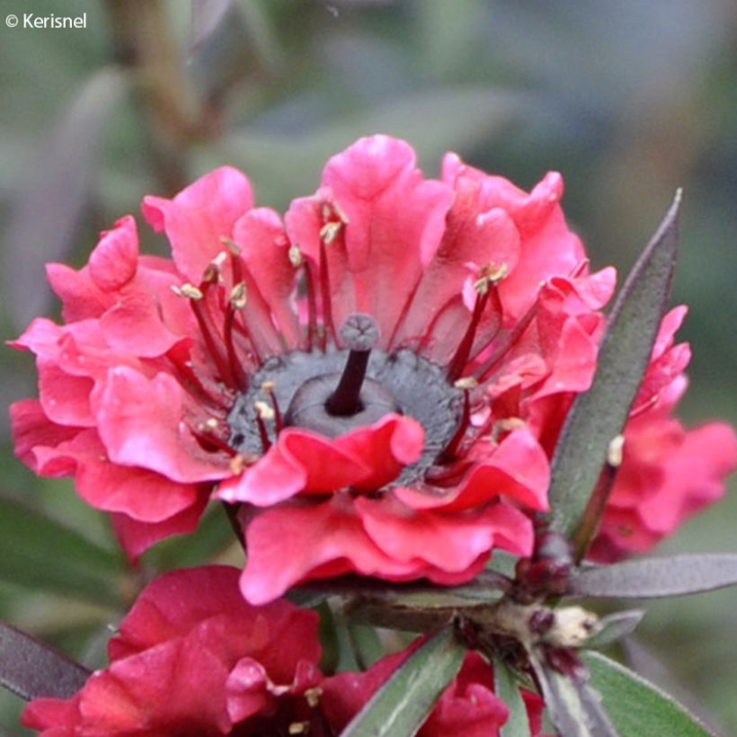 Leptospermum scoparium Crimson Glory - Tea-tree (Flowering)