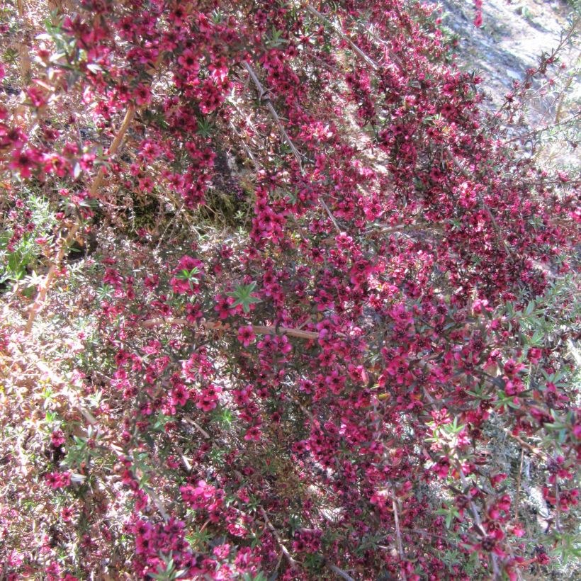 Leptospermum scoparium Jubilee - Tea-tree (Flowering)