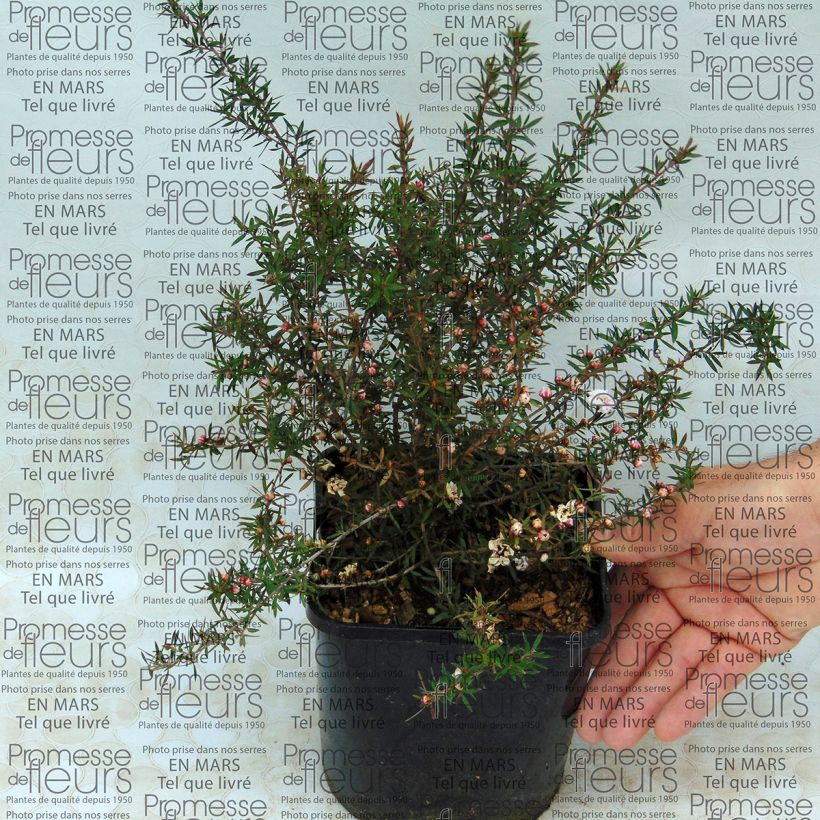 Example of Leptospermum scoparium Jubilee - Tea-tree 2L/3L pot specimen as delivered