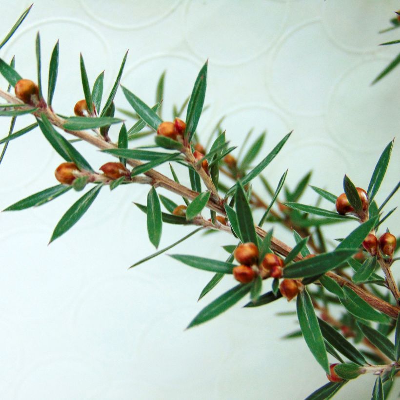 Leptospermum scoparium Martini - Tea-tree (Foliage)