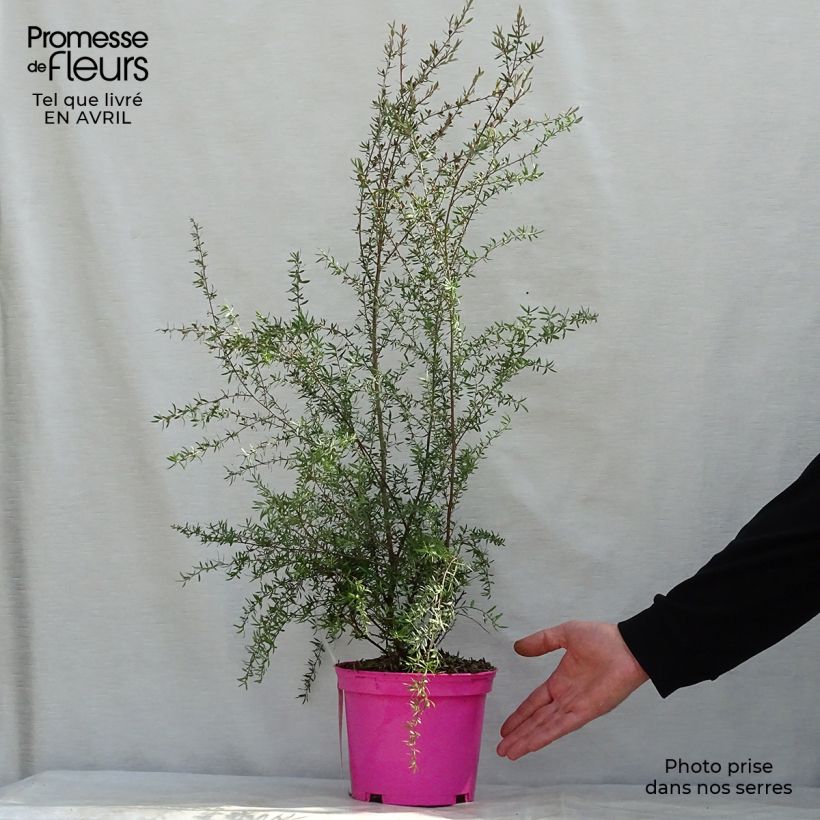 Leptospermum scoparium Martini - Tea-tree sample as delivered in spring