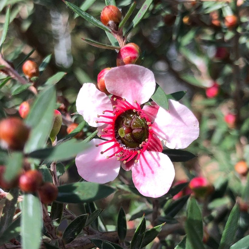 Leptospermum scoparium Martini - Tea-tree (Flowering)