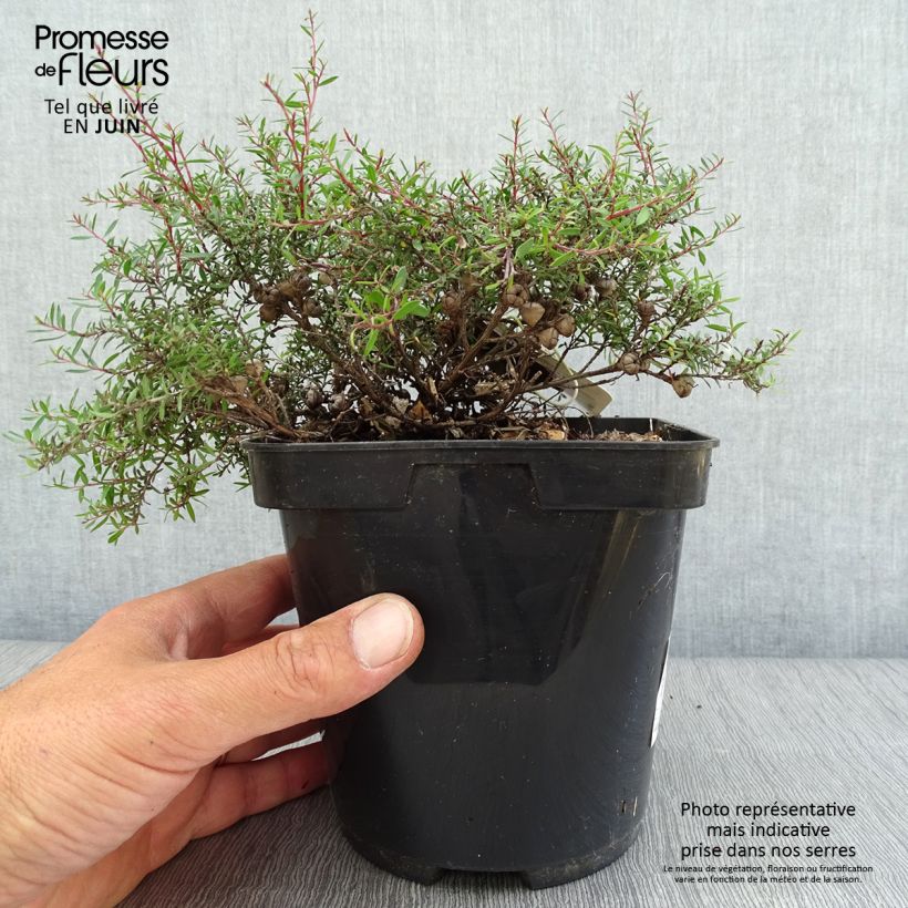 Leptospermum scoparium Nanum Kiwi - Tea-tree 2L/3L pot sample as delivered in summer