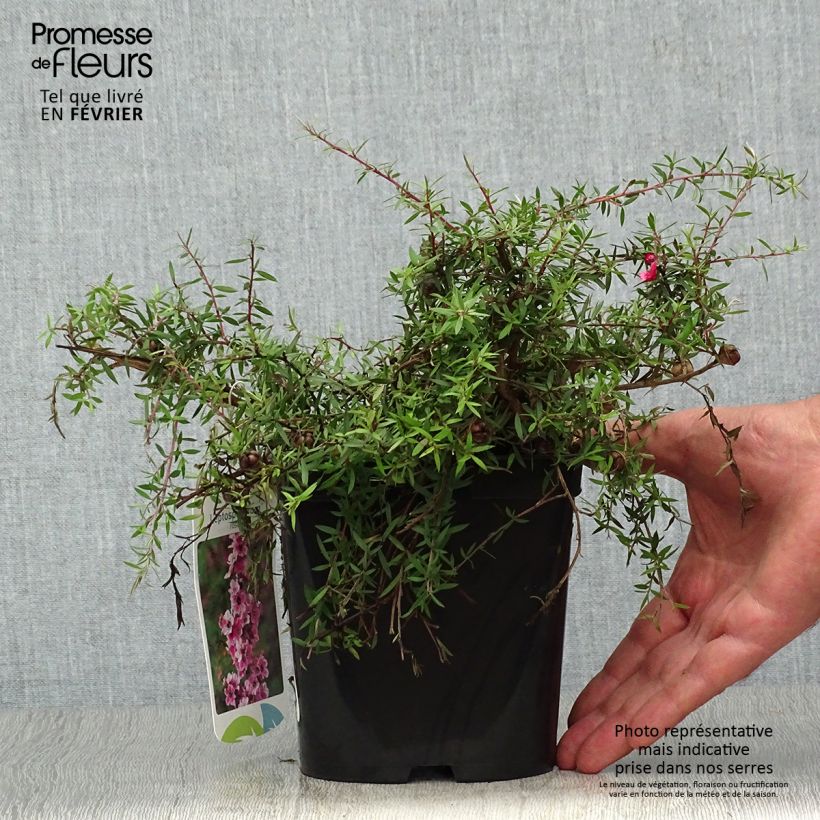 Leptospermum scoparium Red Falls - Tea-tree 2L/3L pot sample as delivered in autumn