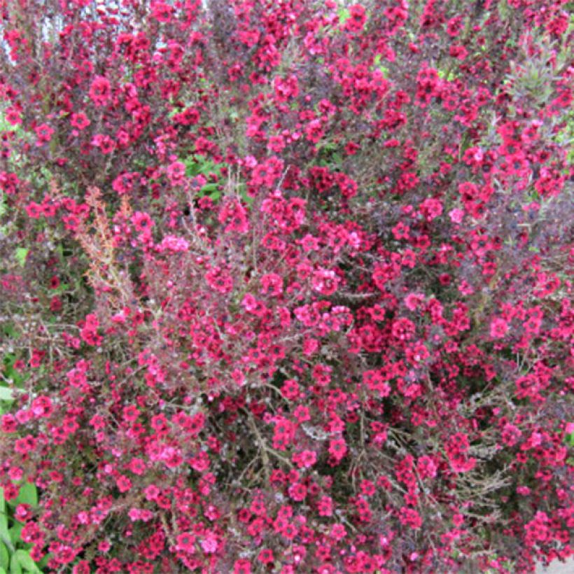 Leptospermum scoparium Red damask - Tea-tree (Flowering)