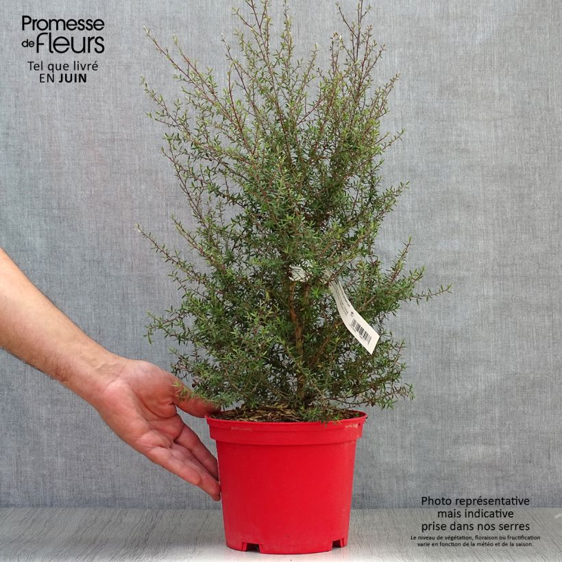 Leptospermum scoparium Red damask - Tea-tree 3L/4L pot sample as delivered in summer