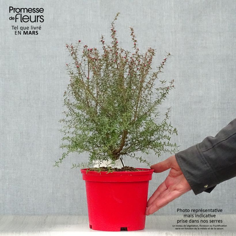 Leptospermum scoparium Red damask - Tea-tree sample as delivered in spring