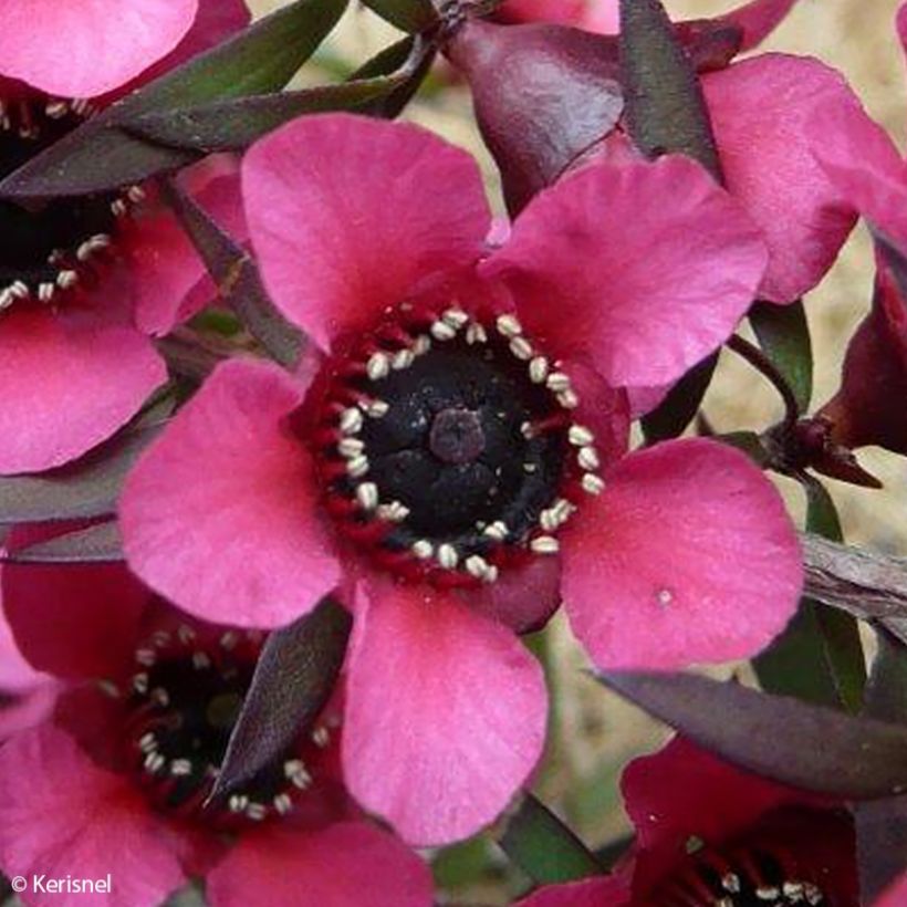 Leptospermum scoparium Red Falls - Tea-tree (Flowering)