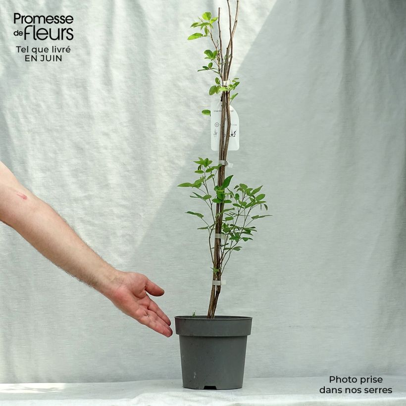 Lespedeza thunbergii 2L/3L pot sample as delivered in summer