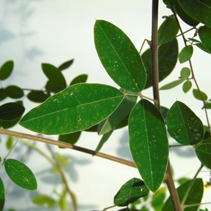 Lespedeza thunbergii (Foliage)